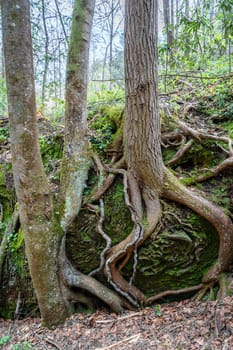 Tree roots and sandstone formations in Red River Gorge Geological Area in Kentucky