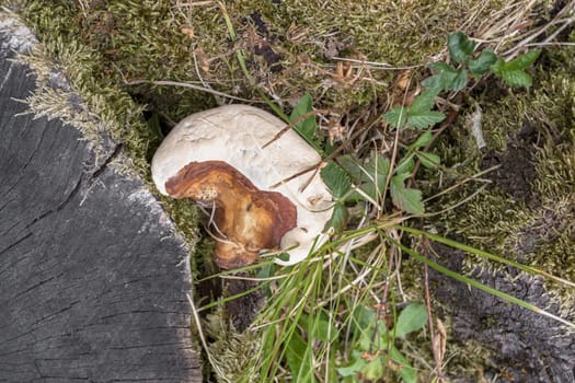 Mushroom growing on the trunk of a dead tree. Top view.