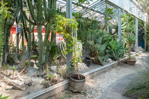 Various cactus in a glass greenhouse for protection