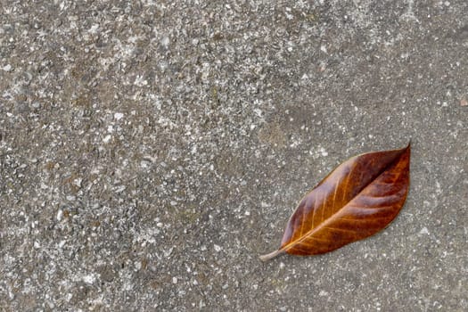 Brown dry leaf isolated on the gray ground