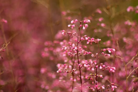 Lovely abstract background with pink flowers. Soft focus photo