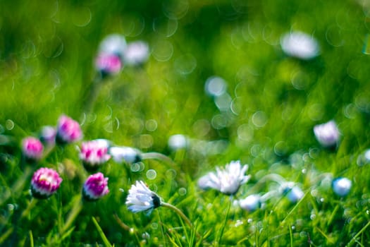 daisy flowers in morning dew with natural bokeh, soft focus