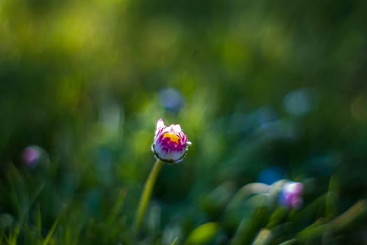 daisy flowers in the morning with natural bokeh, soft focus