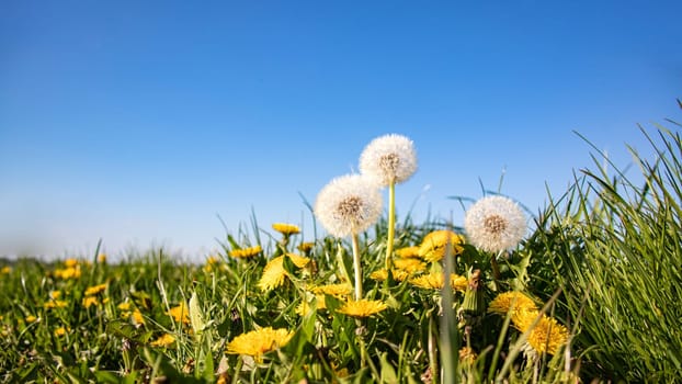 Dandelion on a spring meadow on a sunny day