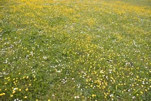 Green Meadow in springtime with buttercups and daisies as background