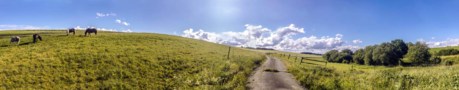 Panorama from beautiful meadows with country road and horses on a sunny day in hesse germany