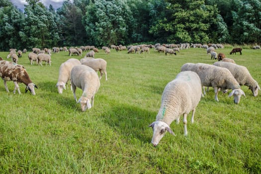 Sheeps on a meadow on green grass in autumn