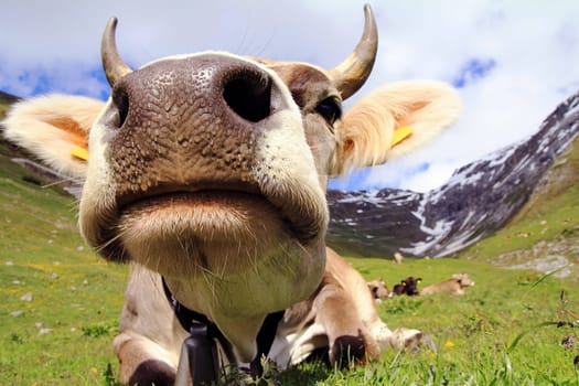 Wide angle shot of a pretty cow with horns in the mountains