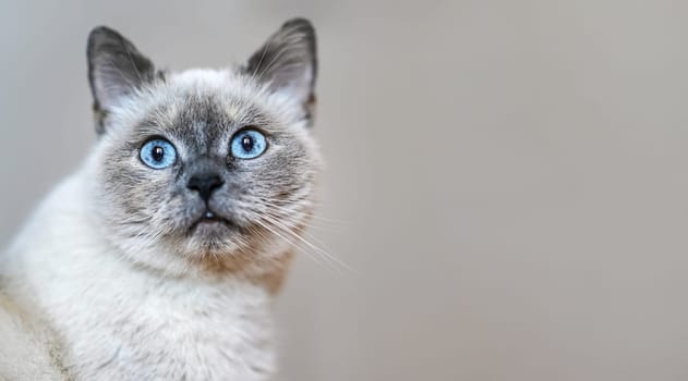 Older gray cat with piercing blue eyes, closeup detail, space for text right side.