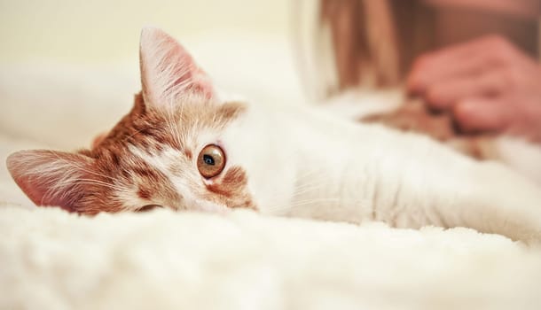 Light brown or beige and white cat, resting on the bed closeup detail, only one eye visible.