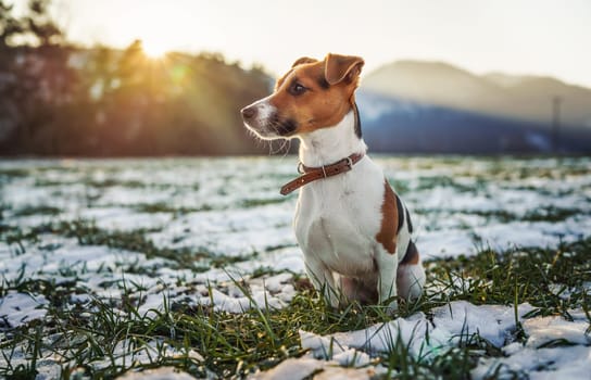 Small Jack Russell terrier stands on green grass meadow with patches of snow during freezing winter day, blurred trees and hills behind her.