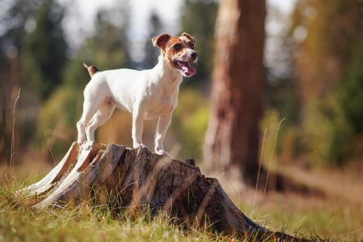 Small Jack Russell terrier dog standing on tree stump looking to side, mouth open tongue out, sun shines over her and blurred forest trees background.