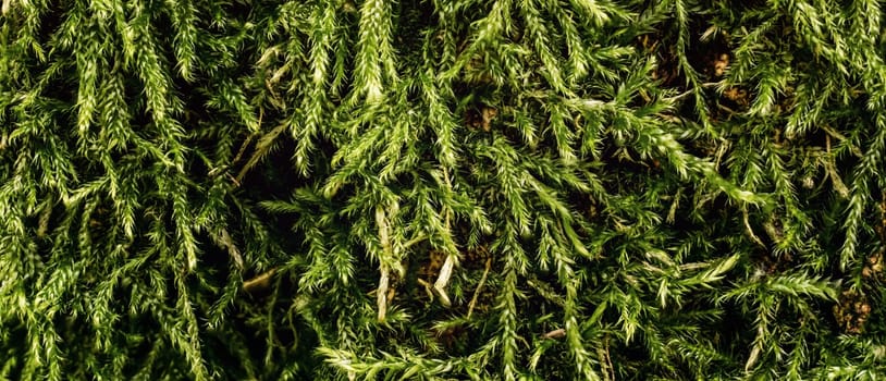 Fine green moss, Ctenidium species, growing in forest on tree, closeup macro detail.