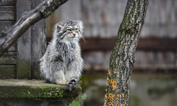Pallas's cat - Otocolobus manul - resting on stone porch.
