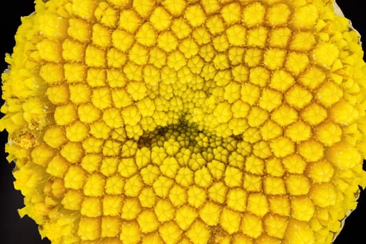 Yellow Tansy - Tanacetum vulgare - flower under microscope, image width 9mm.