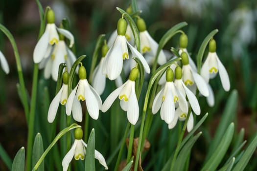 White common snowdrop - Galanthus nivalis - flowers growing in forest, closeup detail.