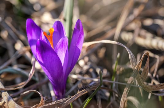 Wild purple and yellow iris Crocus heuffelianus discolor flower growing on dry grass with leaves around.
