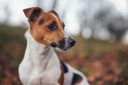 Small Jack Russell terrier dog detail on head and face, nice blurred bokeh autumn background.