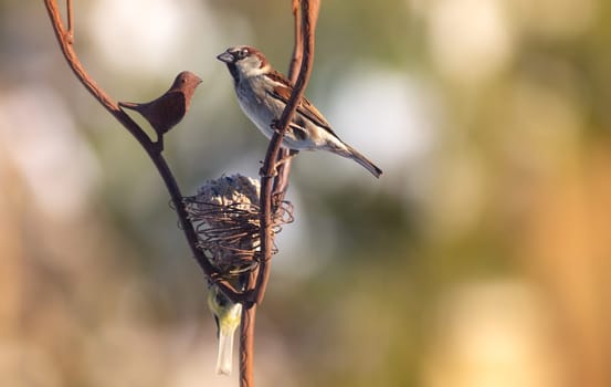 Wild bird perched on feeder in the garden in winter, Europe