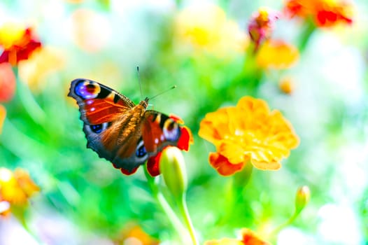 European peacock butterfly over bright tagete flowers