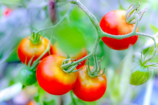 Ripe tomato plant growing in greenhouse, vivid colors