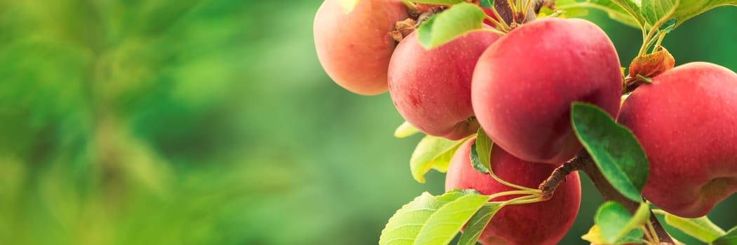 Apple tree close-up on branch full of red apples