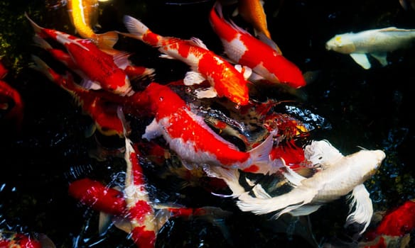 Fancy carp, Mirror carp, Koi, Nishikigoi Animal auspicious feng shui home.