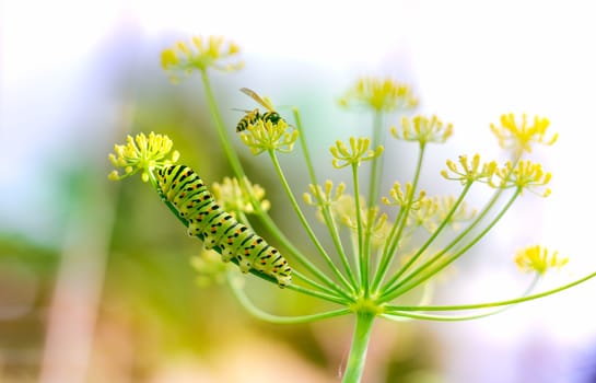 Swallowtail caterpillar and wasp on fennel in garden, bright light