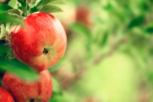 Apple tree close-up on branch full of red apples