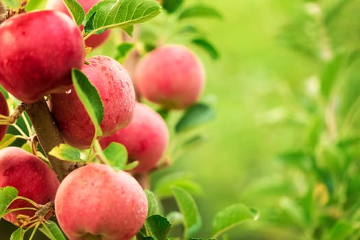 Apple tree close-up on branch full of red apples