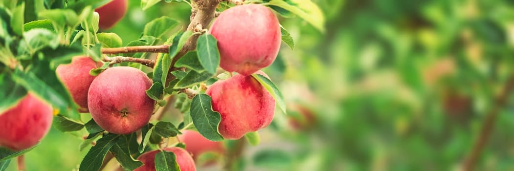 Apple tree close-up on branch full of red apples
