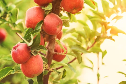 Apple tree close-up on branch full of red apples