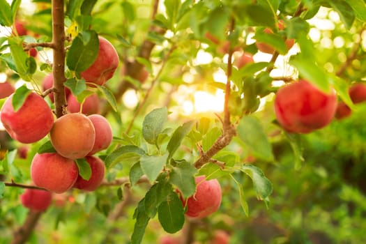 Apple tree close-up on branch full of red apples