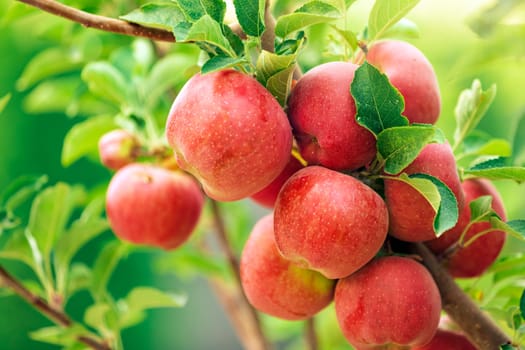 Apple tree close-up on branch full of red apples