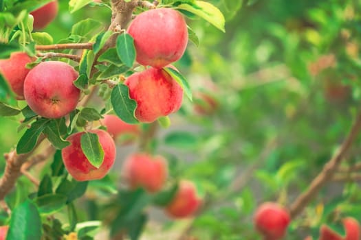 Apple tree close-up on branch full of red apples