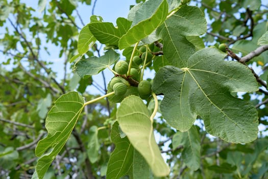 Figs on a fig tree in sunny Croatia in summer