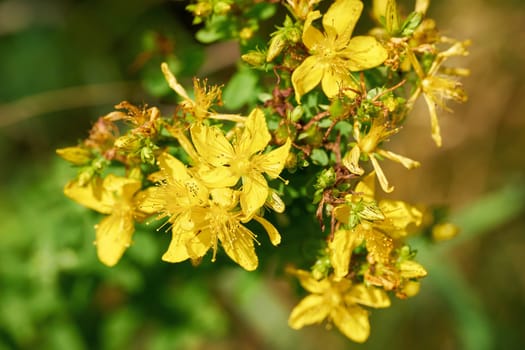 flowering St. John's wort (Hypericum perforatum), a popular herb in herbal medicine