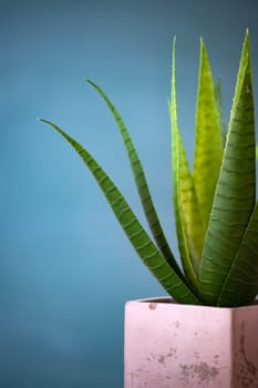 Green succulent plant on dark background. Free Space.