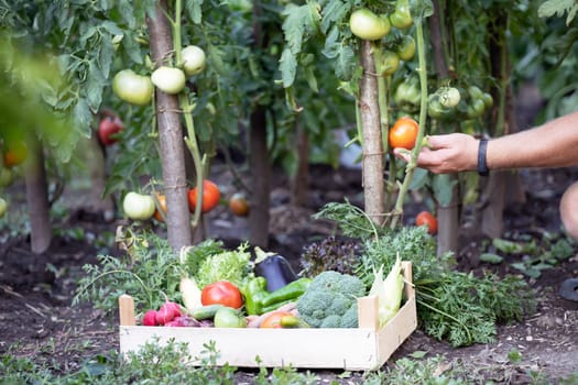 Hands harvesting fresh organic tomatoes in the garden. Gardening concept