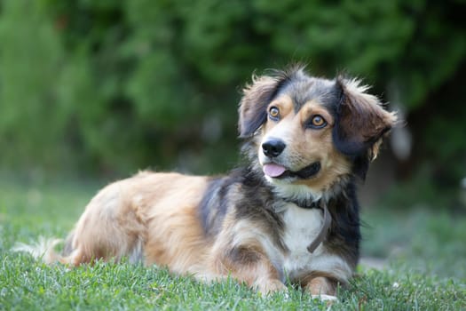 Portrait photo of an adorable mongrel dog