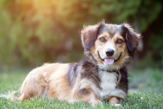 Portrait photo of an adorable mongrel dog