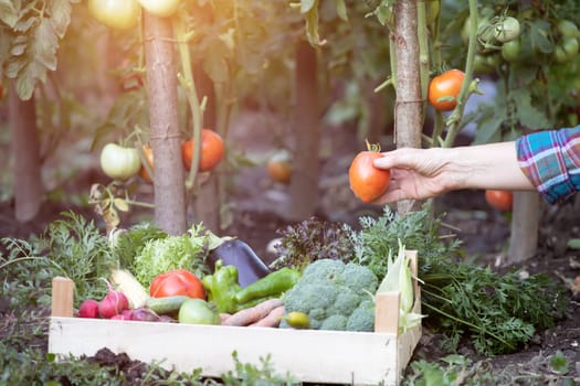 Hands harvesting fresh organic tomatoes in the garden. Gardening concept