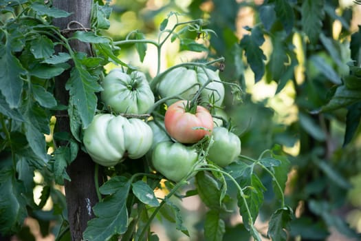 Ripe and unripe tomatoes grow in the garden.