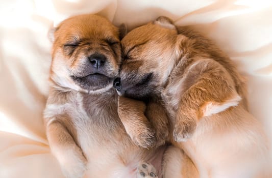 Cuddly newborn puppies in sweet dreams sleeping together