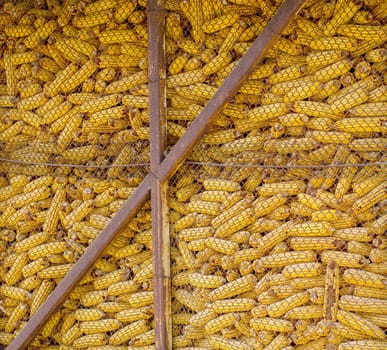 The Dry corn cobs harvested for livestock feed