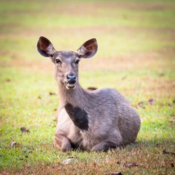 Female of the Sambar deers.