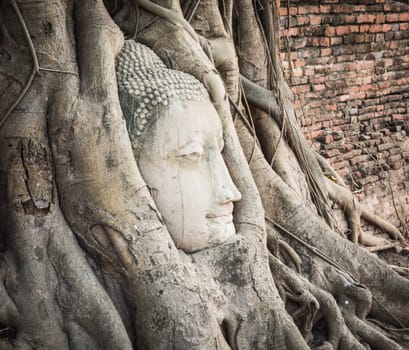 Buddha head overgrown by fig tree in Wat Mahatat. Ayutthaya historical park