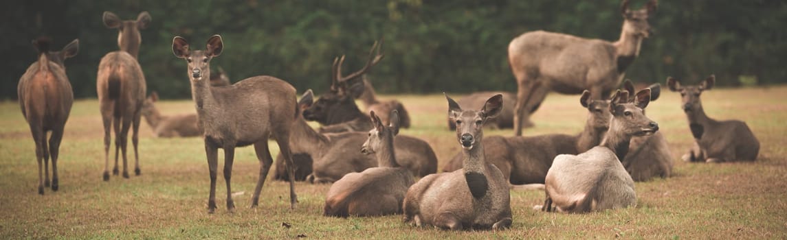 Herd of the Sambar deers. Panorama
