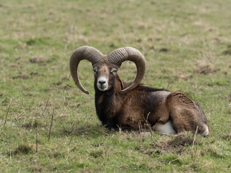 Mouflon