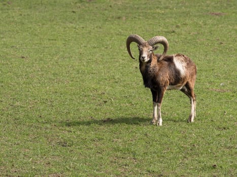 Mouflon